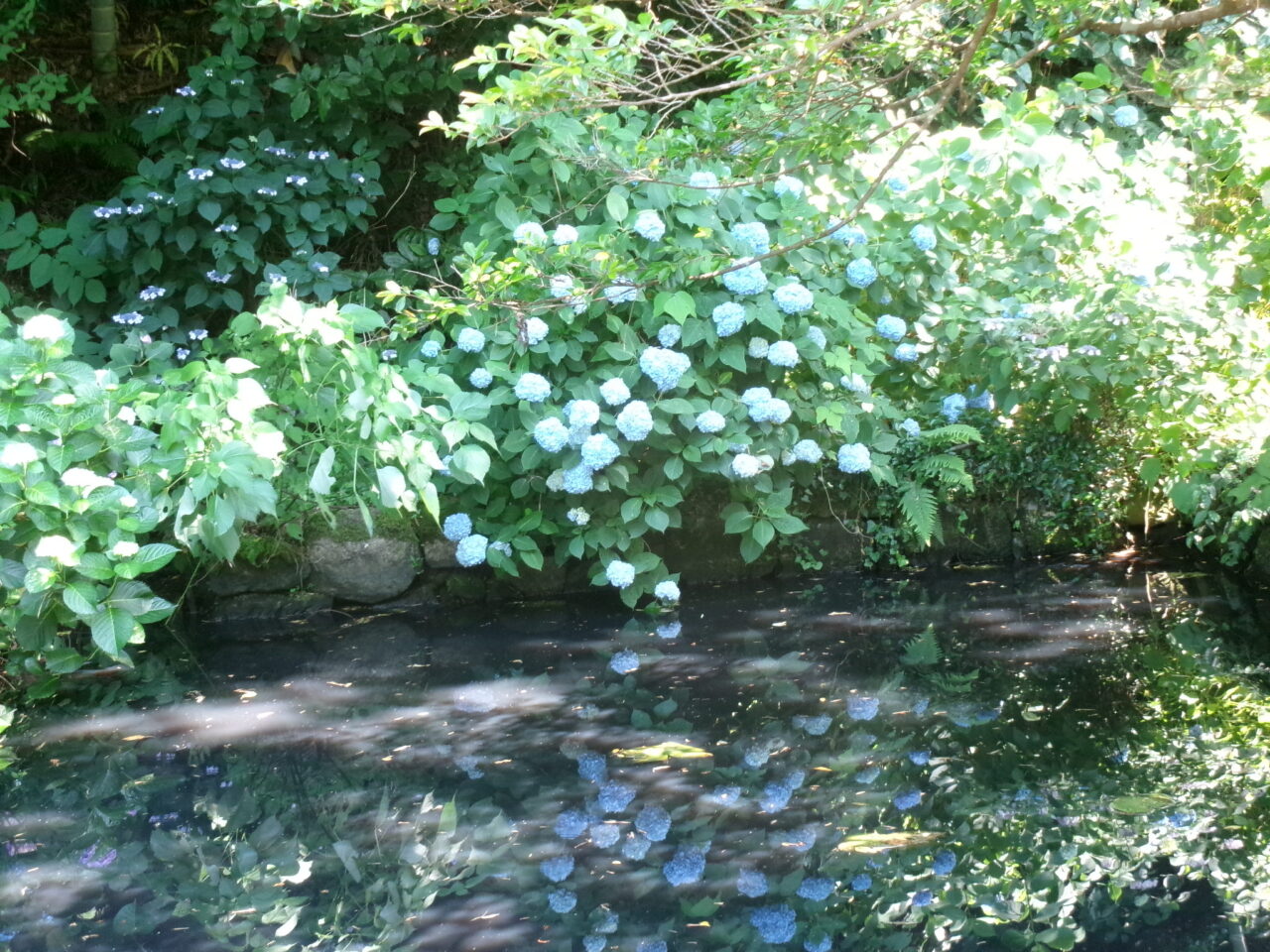 月照寺池あじさい